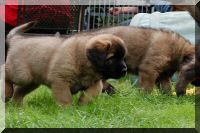 leonberger 062.jpg